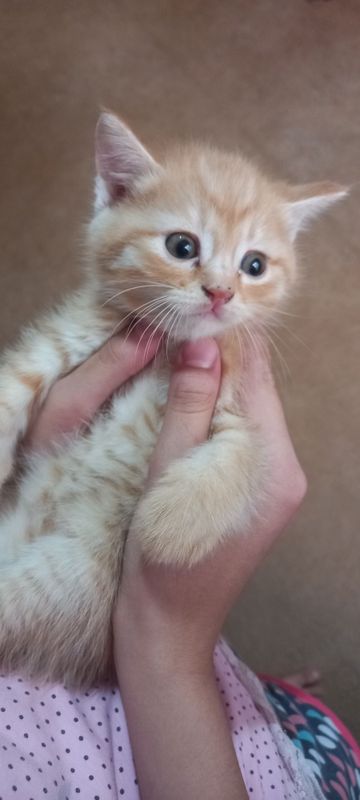 Котёнок мальчик 2 месячный двух породистый цена договорная Котёнок мальчик 2 месячный двух породистый цена договорная