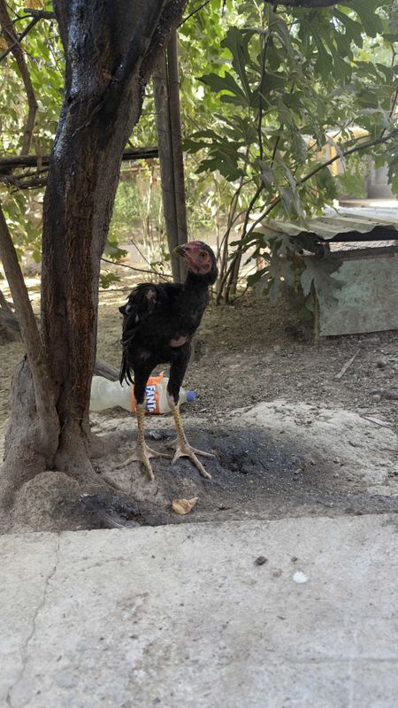 Dakan jo'jalari sotiladi Dakan jo'jalari sotiladi