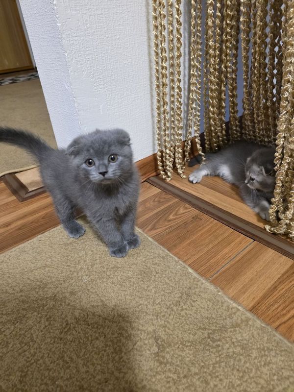 Котята шотландские Котята шотландские