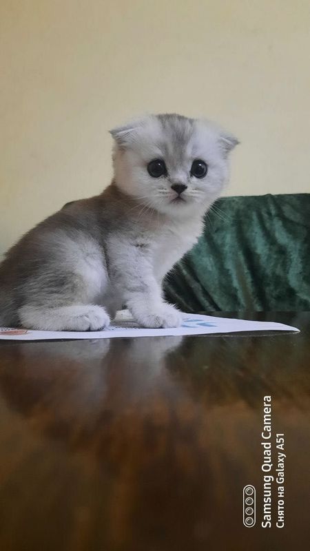 Серебристая шиншилла