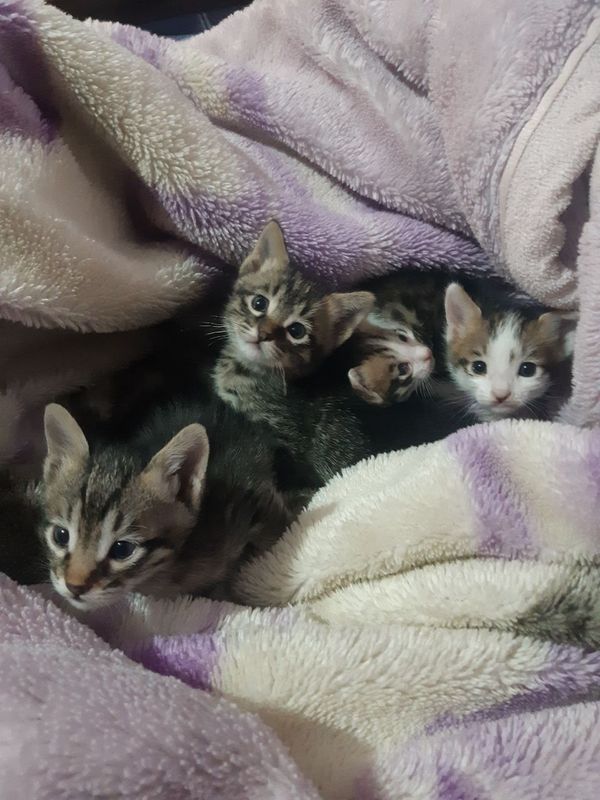 Котенок бесплатно Котенок бесплатно