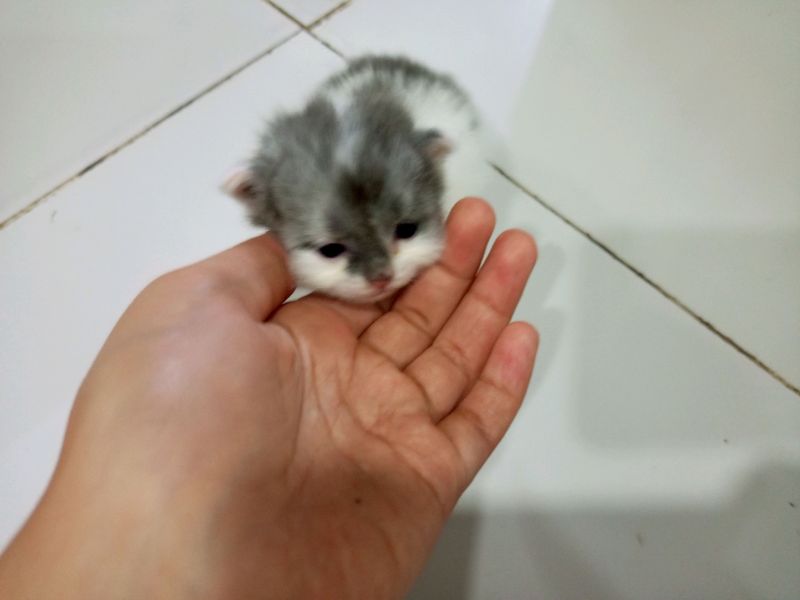 mushuk mushuk