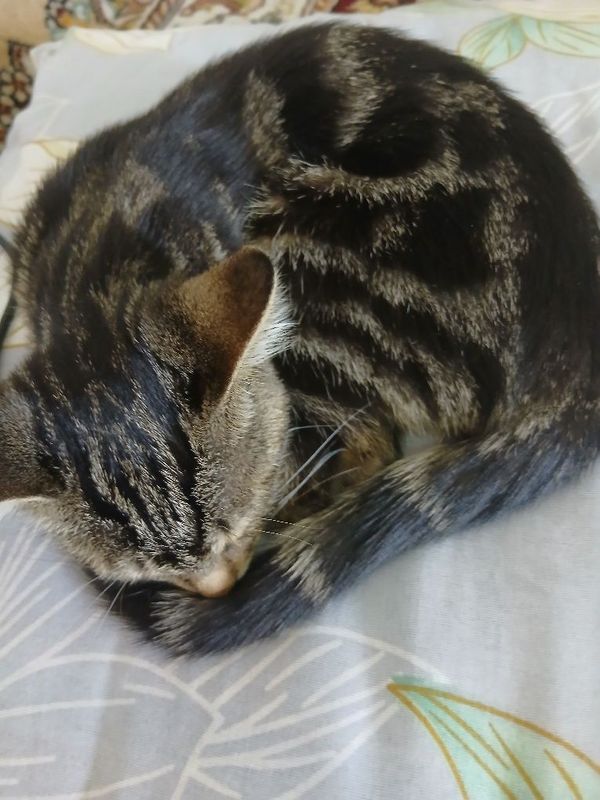 Bengal mushuk zotdor. Aqlli, uyinqaroq. Bengal mushuk zotdor. Aqlli, uyinqaroq.
