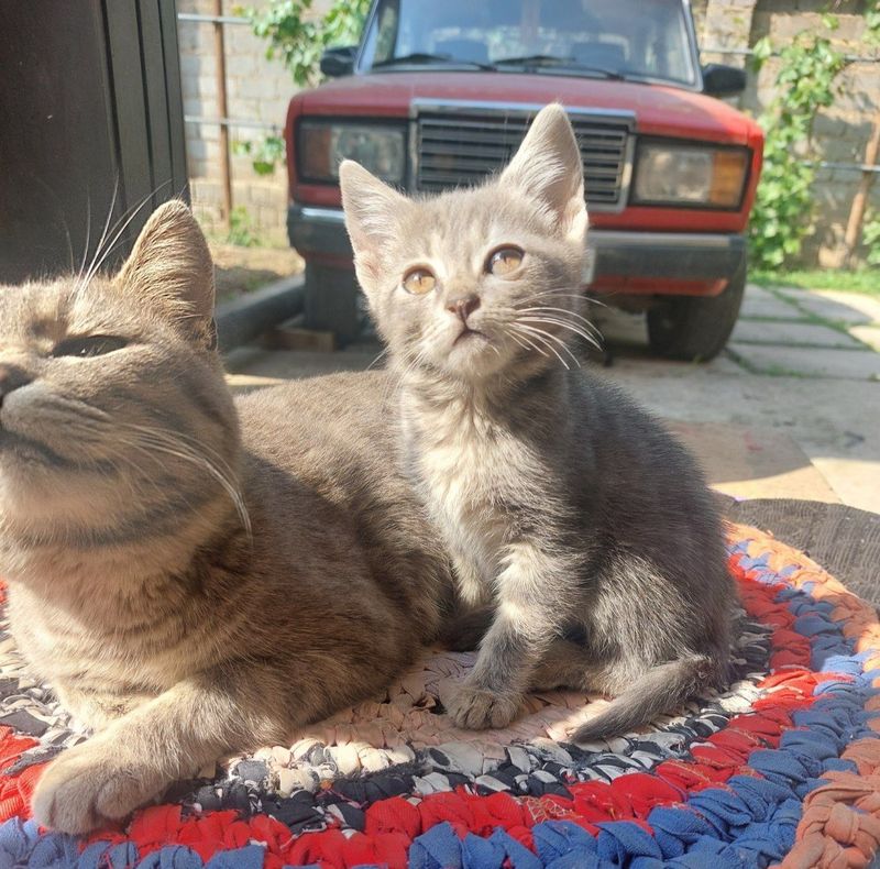 Отдаем котенка в добрые руки