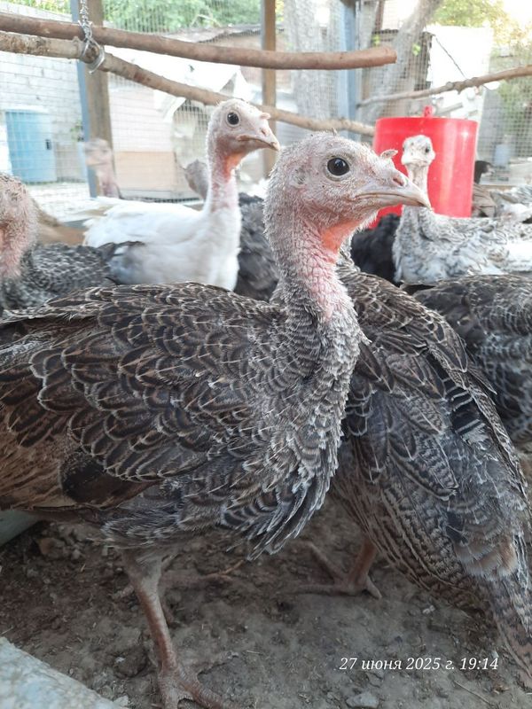 3 ойлик курка жожалари, домашний 3 ойлик курка жожалари, домашний