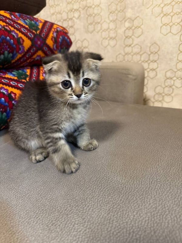 Mushuklar sotiladi Mushuklar sotiladi