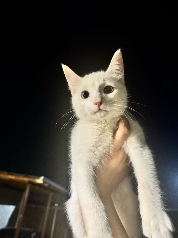 Котёнок 3-месяца Котёнок 3-месяца