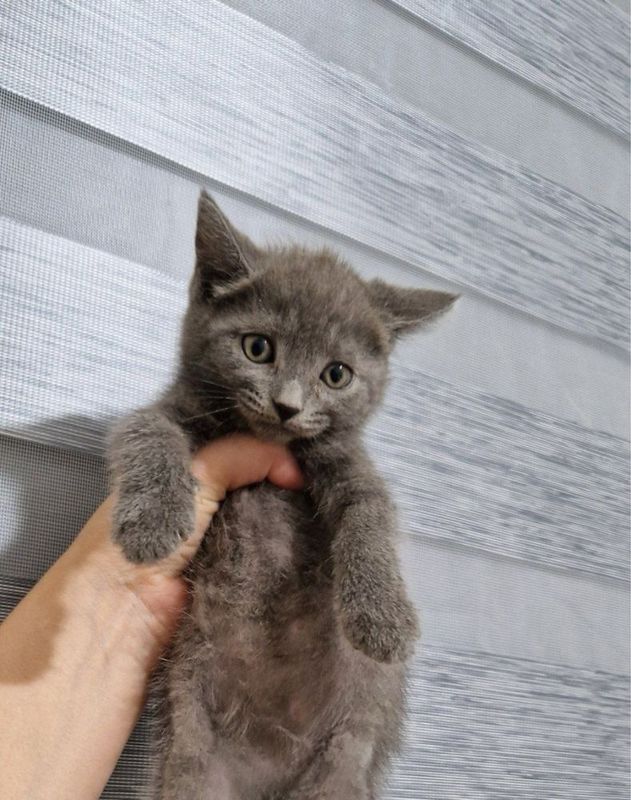 Мушук котенок. Мушук котенок.