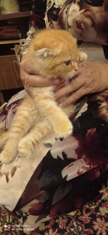 чисто кровная кошка