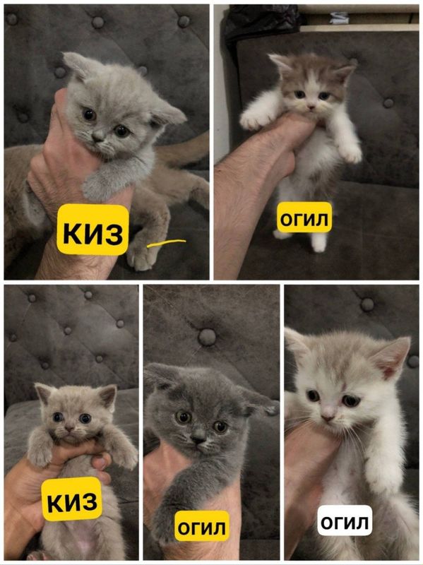 Шотландский страйт угил киз Шотландский страйт угил киз