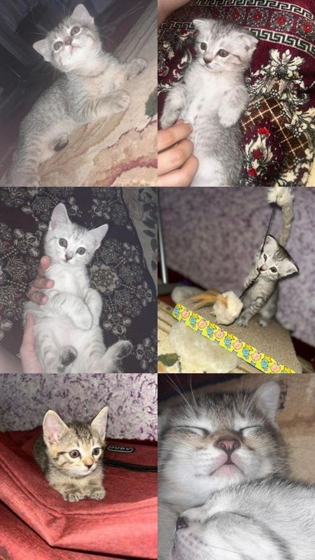 Продаются котятки!! День рождение 06.06.25г Кушают в