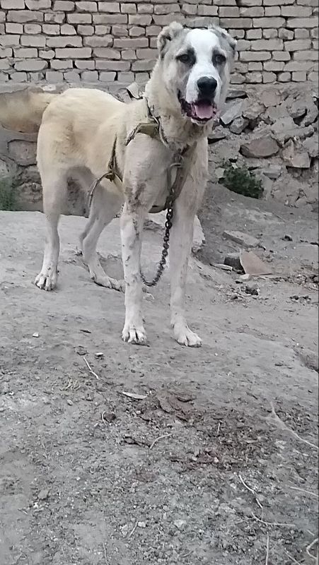 10 oylik alabay sotiladi 10 oylik alabay sotiladi