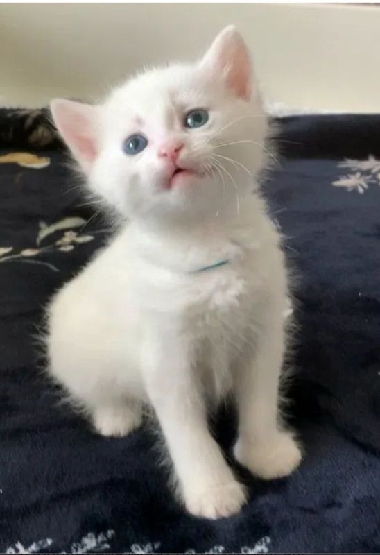 Котёнок мальчик 1,5 месяца