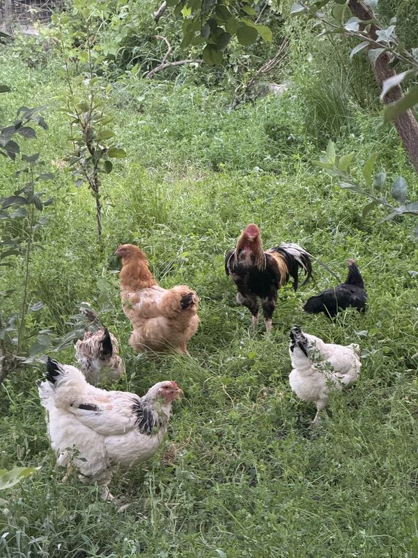 Xo’roz va turli xildagi tovuqlar sotiladi Xo’roz va turli xildagi tovuqlar sotiladi