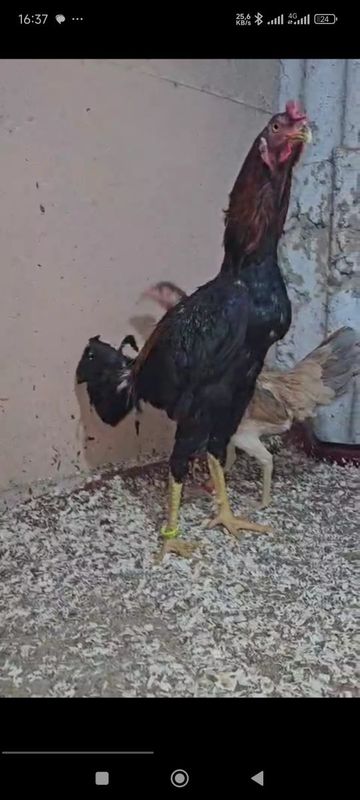 Turk xint zotli xoʻroz privaznoy Turk xint zotli xoʻroz privaznoy