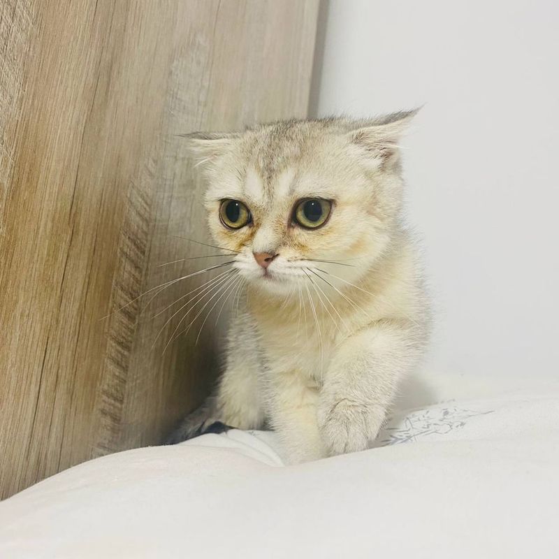 Mushuk sotladi shinshilla fold qiz Mushuk sotladi shinshilla fold qiz