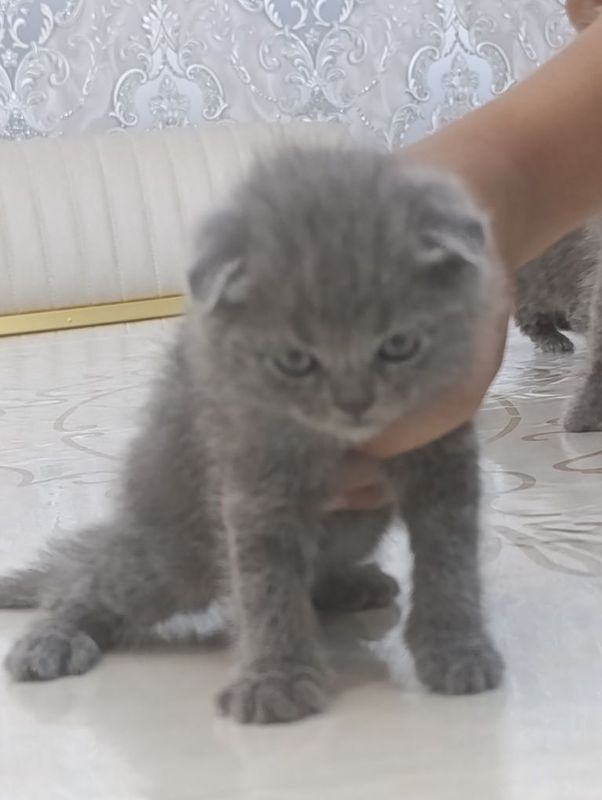 Mushuklar sotiladi Mushuklar sotiladi