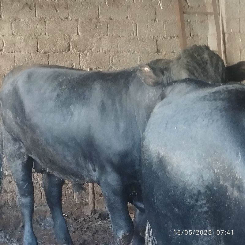 Angus grenford aralash Angus grenford aralash