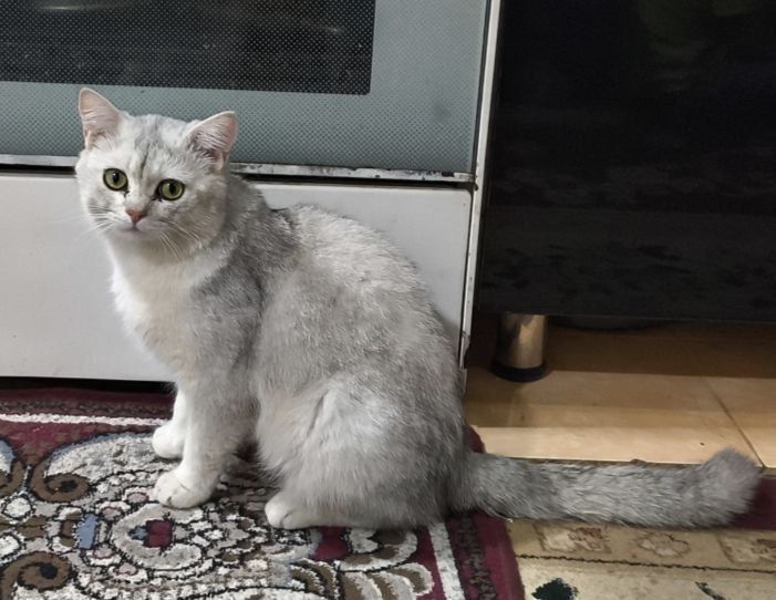 vyazka uchun sotilmidi vyazka uchun sotilmidi