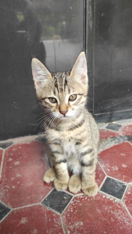 Котёнок 2 месячный Котёнок 2 месячный