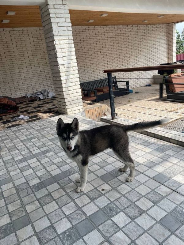 haski sotiladi toza zotli 5oylik pasporti bor erkak haski sotiladi toza zotli 5oylik pasporti bor erkak