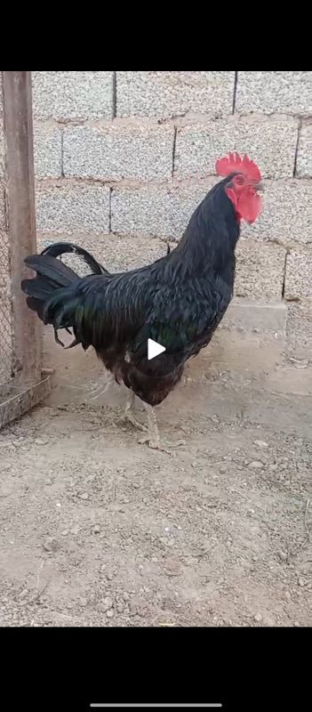 Jersiy gigant sotiladi Jersiy gigant sotiladi
