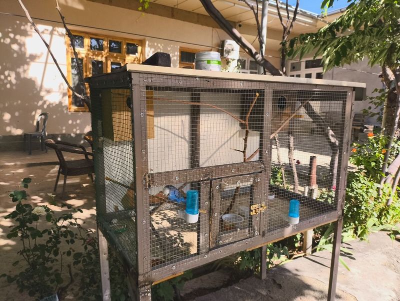 4 papugay va qafasi bilan birga 4 papugay va qafasi bilan birga