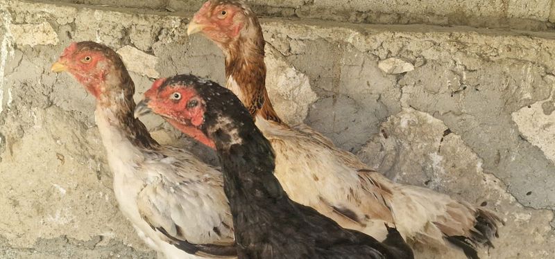 Зотдор куланги тугадиган товукла Зотдор куланги тугадиган товукла