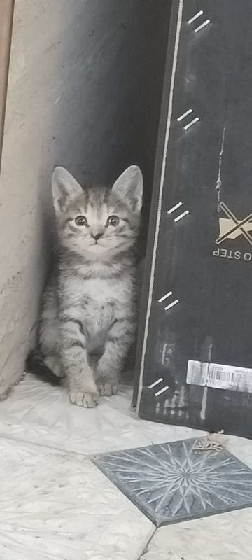 Продаются котята миленькие Продаются котята миленькие