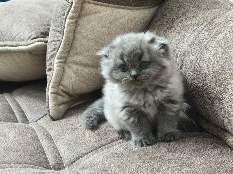Продам котенка Скоттиш фолд Продам котенка Скоттиш фолд