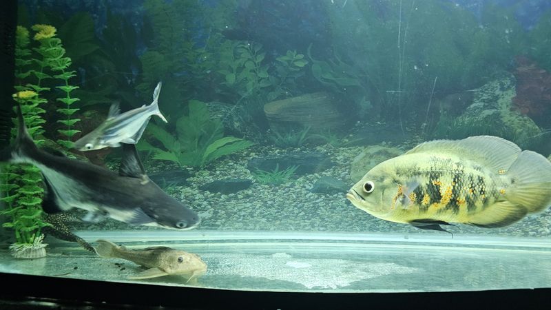 Akvarium baliqlari Akvarium baliqlari