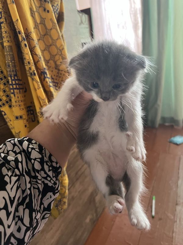 Кошки арзон нархда Кошки арзон нархда