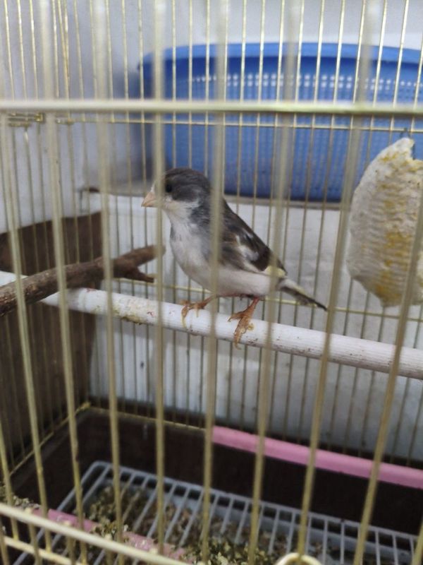 Kanareyka 2.5 yosh shovqinda toʻxtamay sayraydi