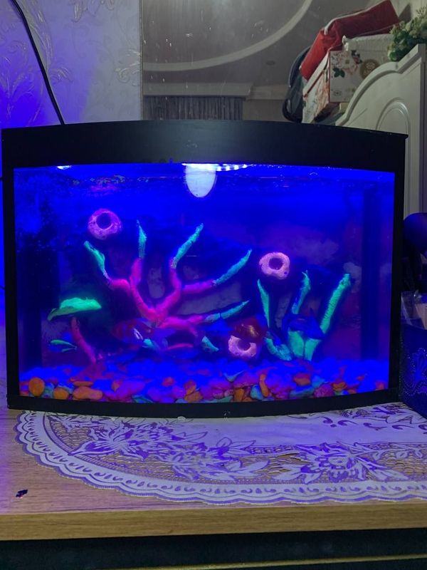 Аквариум с рыбками 32л Akvarium baliqlari bilan sotiladi 32l Аквариум с рыбками 32л Akvarium baliqlari bilan sotiladi 32l