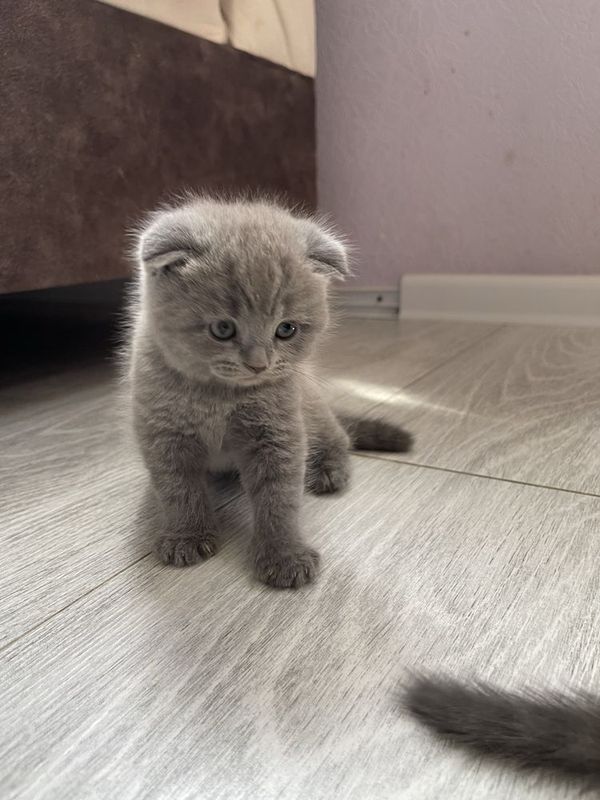 Британская кошка