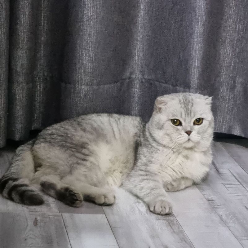 Kalta quloq erkak mushuk Kalta quloq erkak mushuk