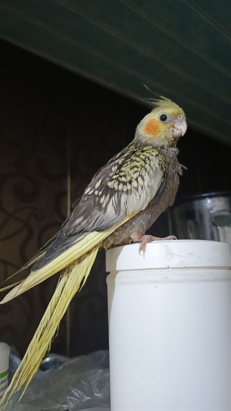 Papugay karella gapiradi tiniq Papugay karella gapiradi tiniq