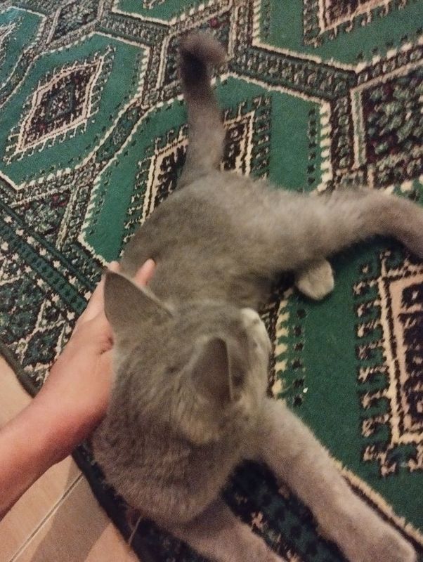 Skotish strayt 1yoshda oshkan Skotish strayt 1yoshda oshkan