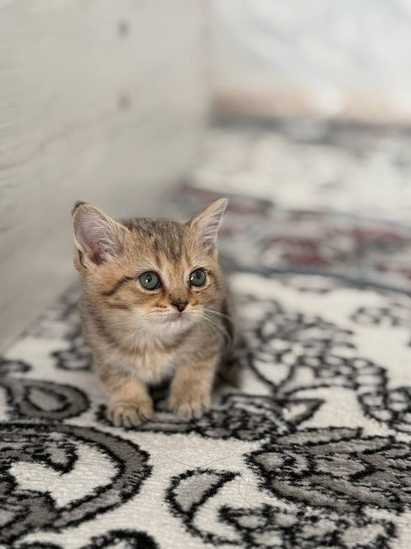 Продается кошка шиншилла Продается кошка шиншилла