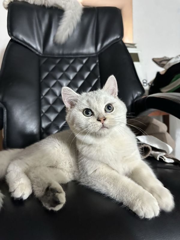 котята серебристая шиншилла котята серебристая шиншилла