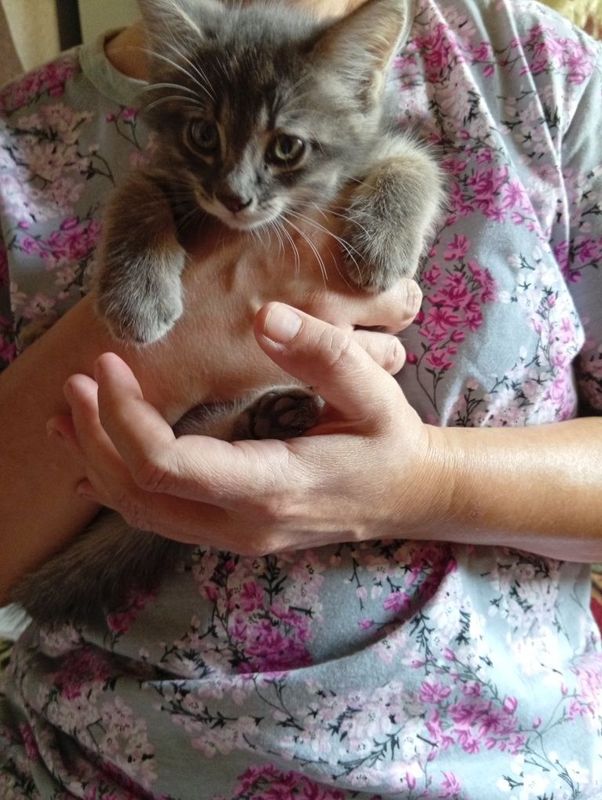Продается котенок. Продается котенок.