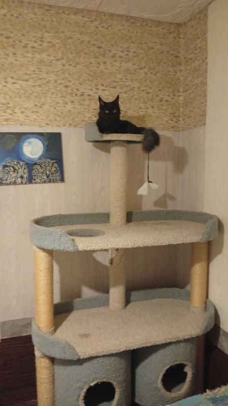 Мей Кун кошка , срочно продается Мей Кун кошка , срочно продается