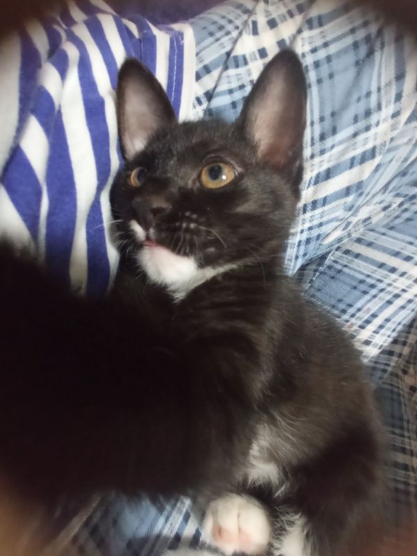 котенок , девочка 3 месяца. котенок , девочка 3 месяца.