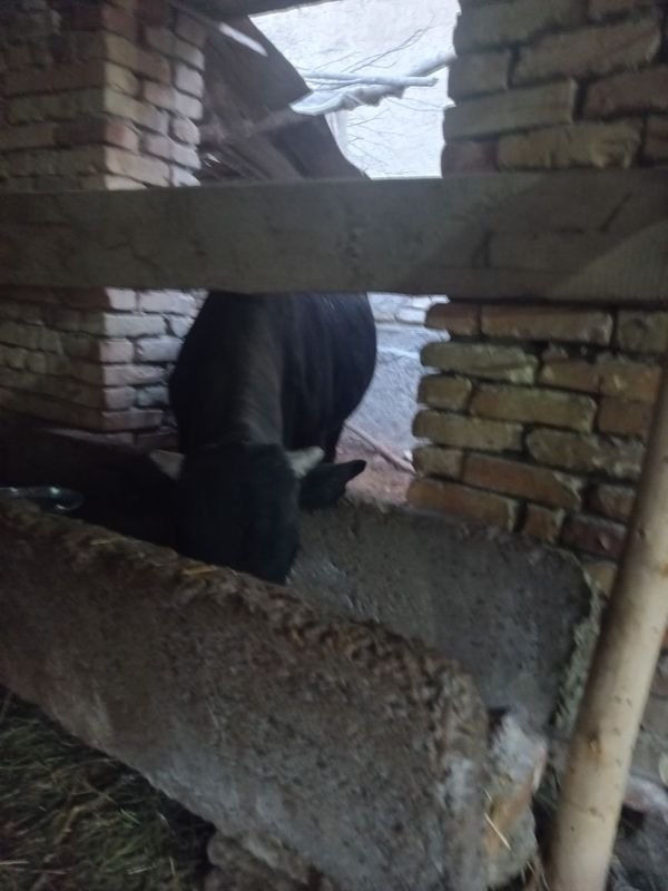 Qora buqa sotiladi