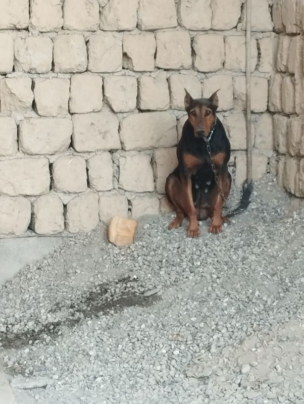 Doberman parodali it sotiladi narxini kelishiladi Doberman parodali it sotiladi narxini kelishiladi