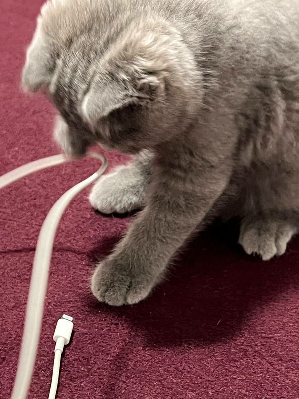 Породистая кошка шотландская веслоухая кошка Породистая кошка шотландская веслоухая кошка