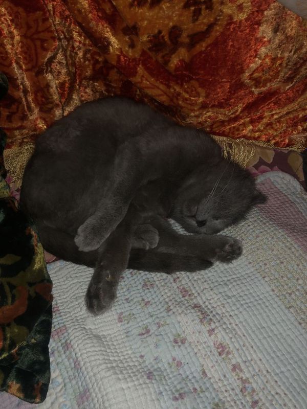 Mushuk sotiladi srochno oladiganla tel qisin Mushuk sotiladi srochno oladiganla tel qisin