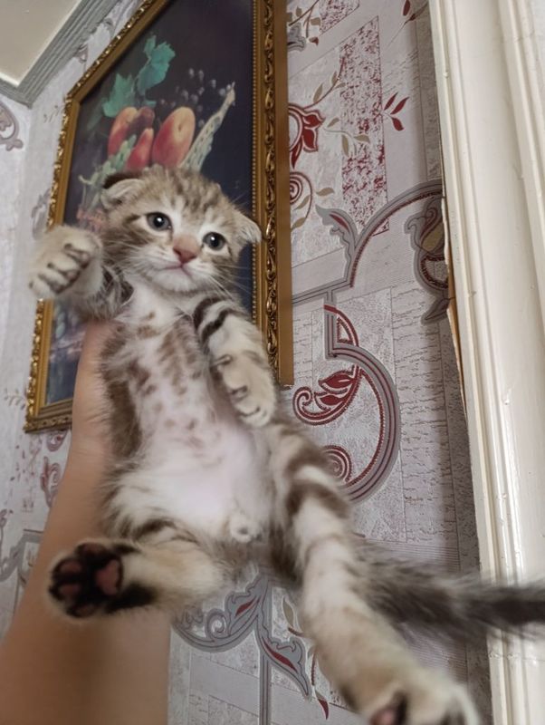 Мраморный Скоттиш Фолд Красавчик Мраморный Скоттиш Фолд Красавчик