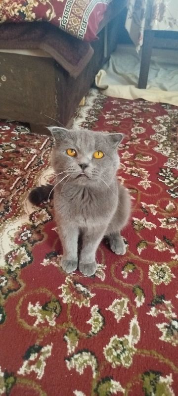 Scottish Fold zotli erkak mushul Scottish Fold zotli erkak mushul