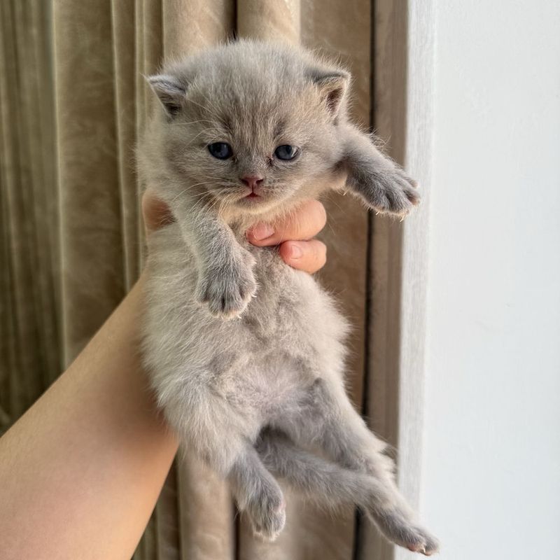 Скоттиш фолд 1 ойли
